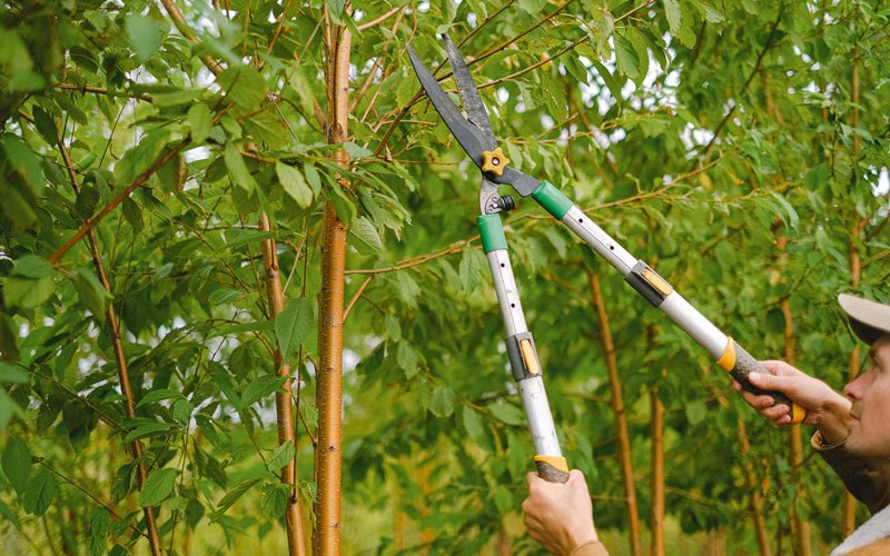 Tree trimming in Toronto, SD